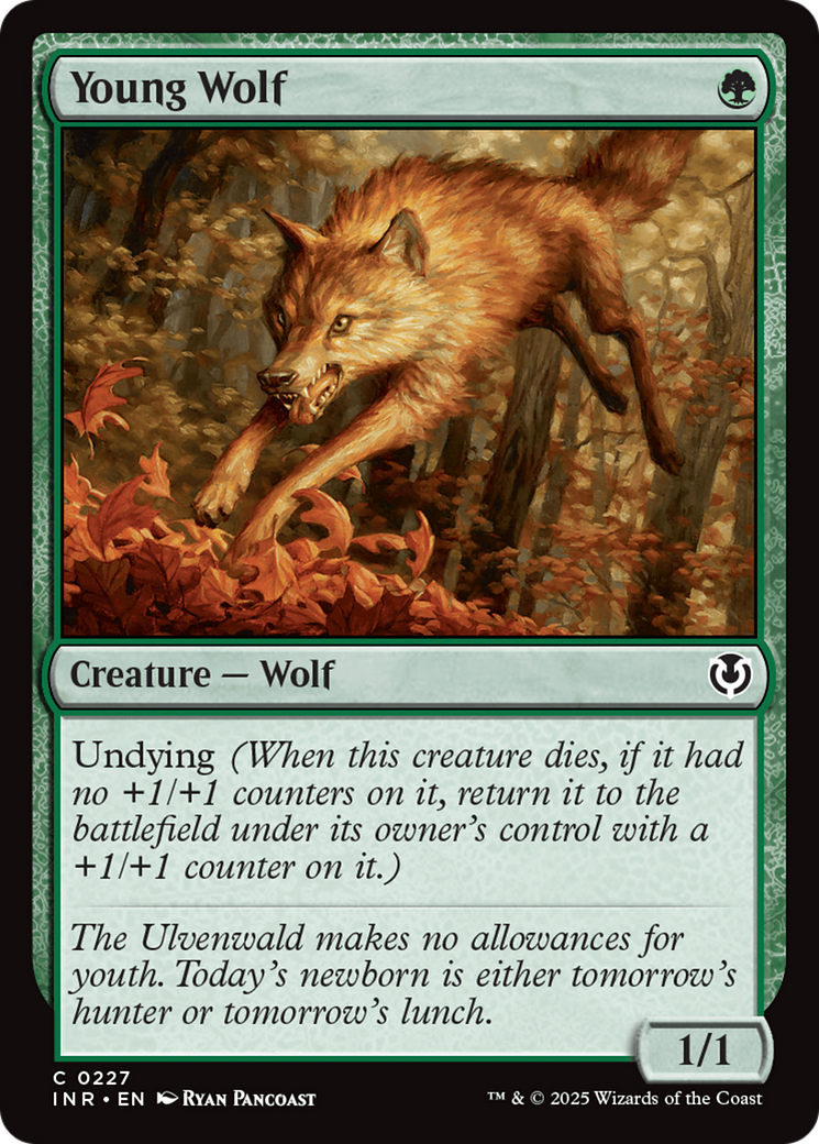 Young Wolf (INR-227)