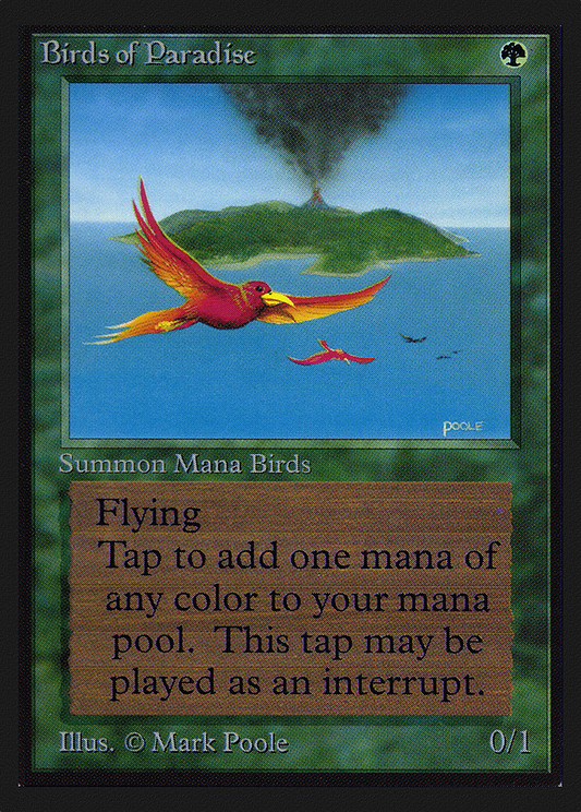 Birds of Paradise (CED-187)