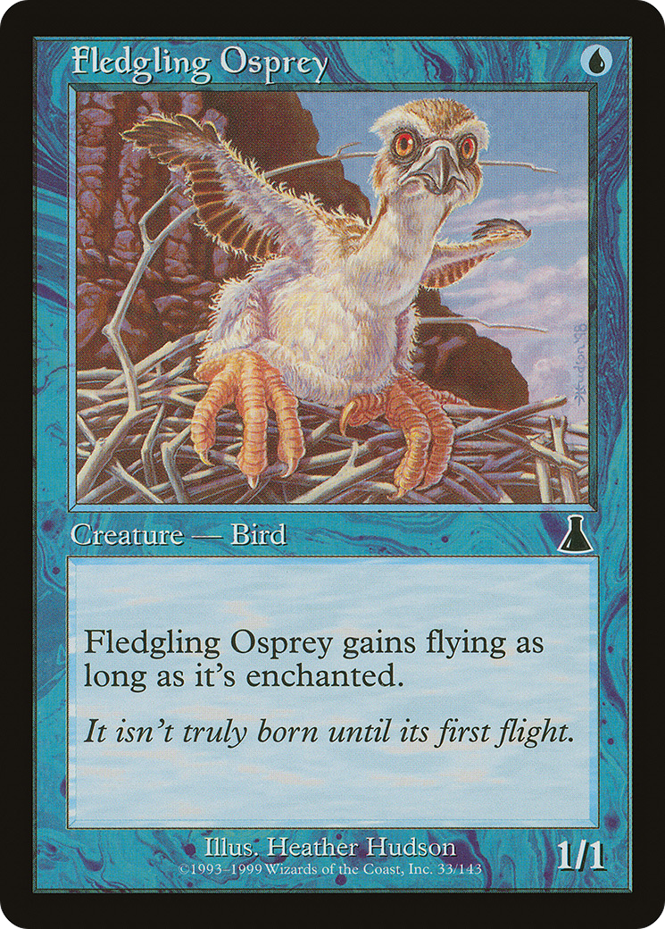 Fledgling Osprey (UDS-033)